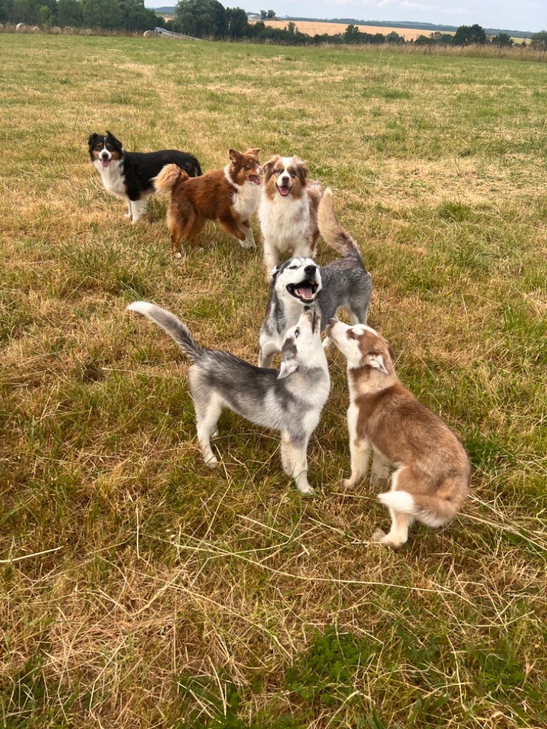 chiot Siberian Husky De La Truffe Royale