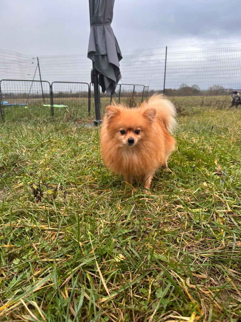 Simba du Castel de Boissière