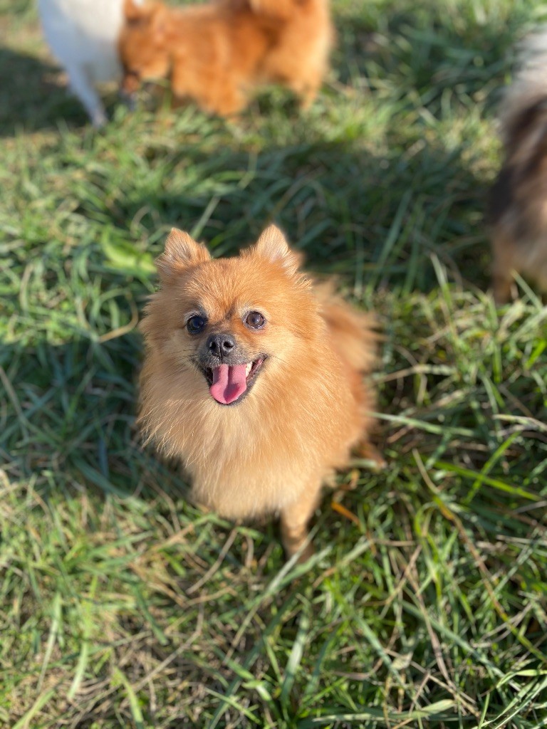 Princesse pia De La Truffe Royale