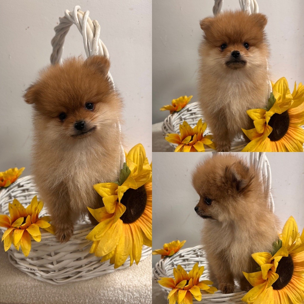 De La Truffe Royale - Spitz allemand - Portée née le 20/11/2024