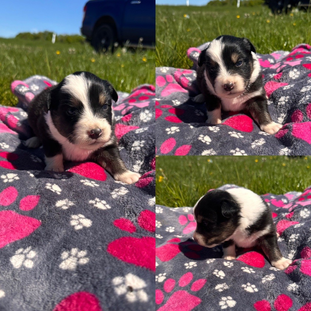 De La Truffe Royale - Chiots disponibles - Berger Australien