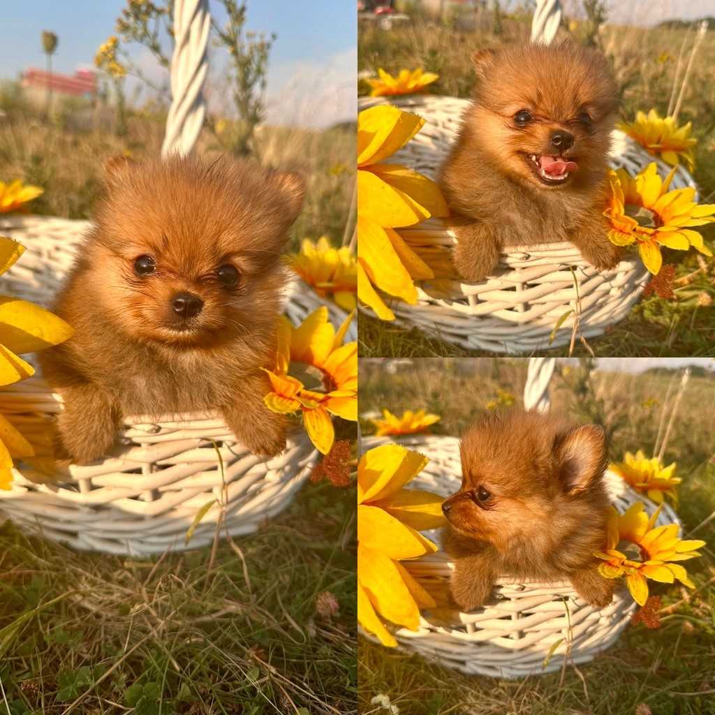 De La Truffe Royale - Chiots disponibles - Spitz allemand