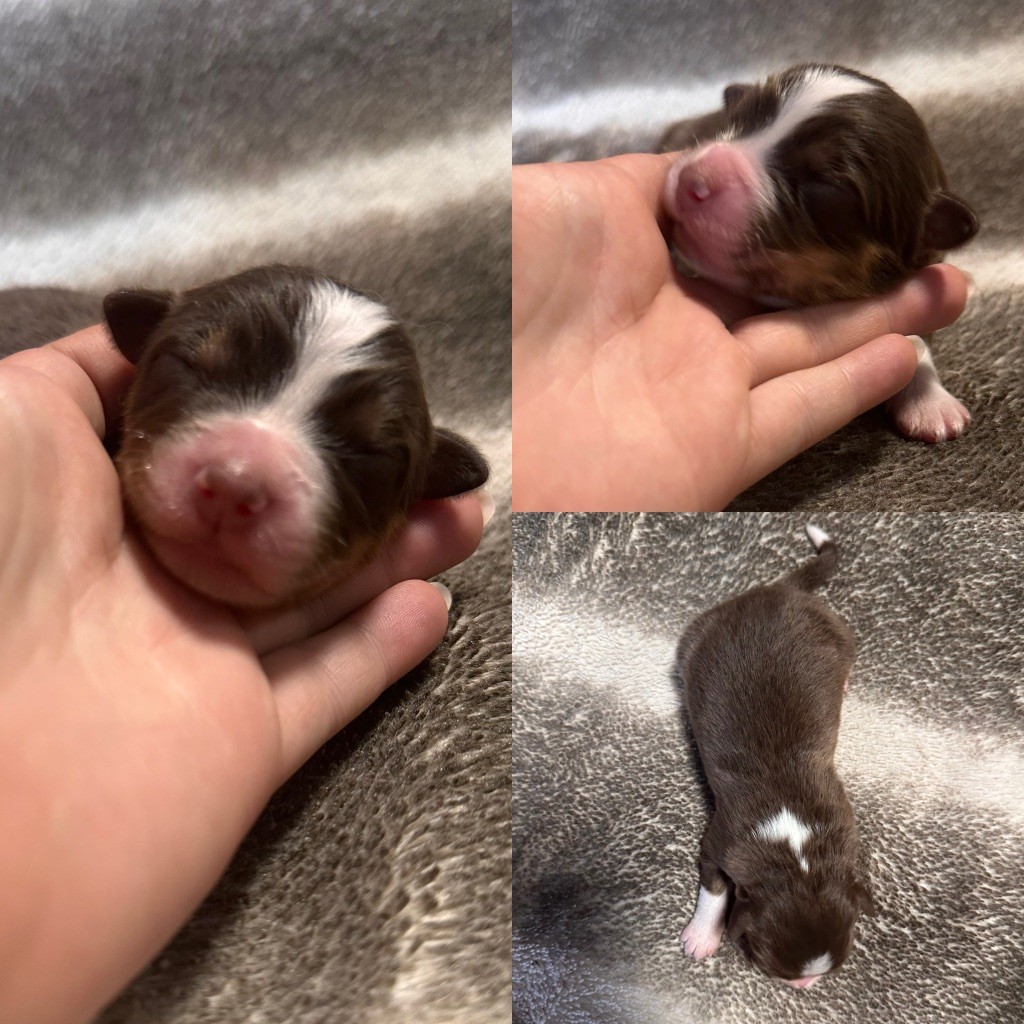 De La Truffe Royale - Chiots disponibles - Berger Australien