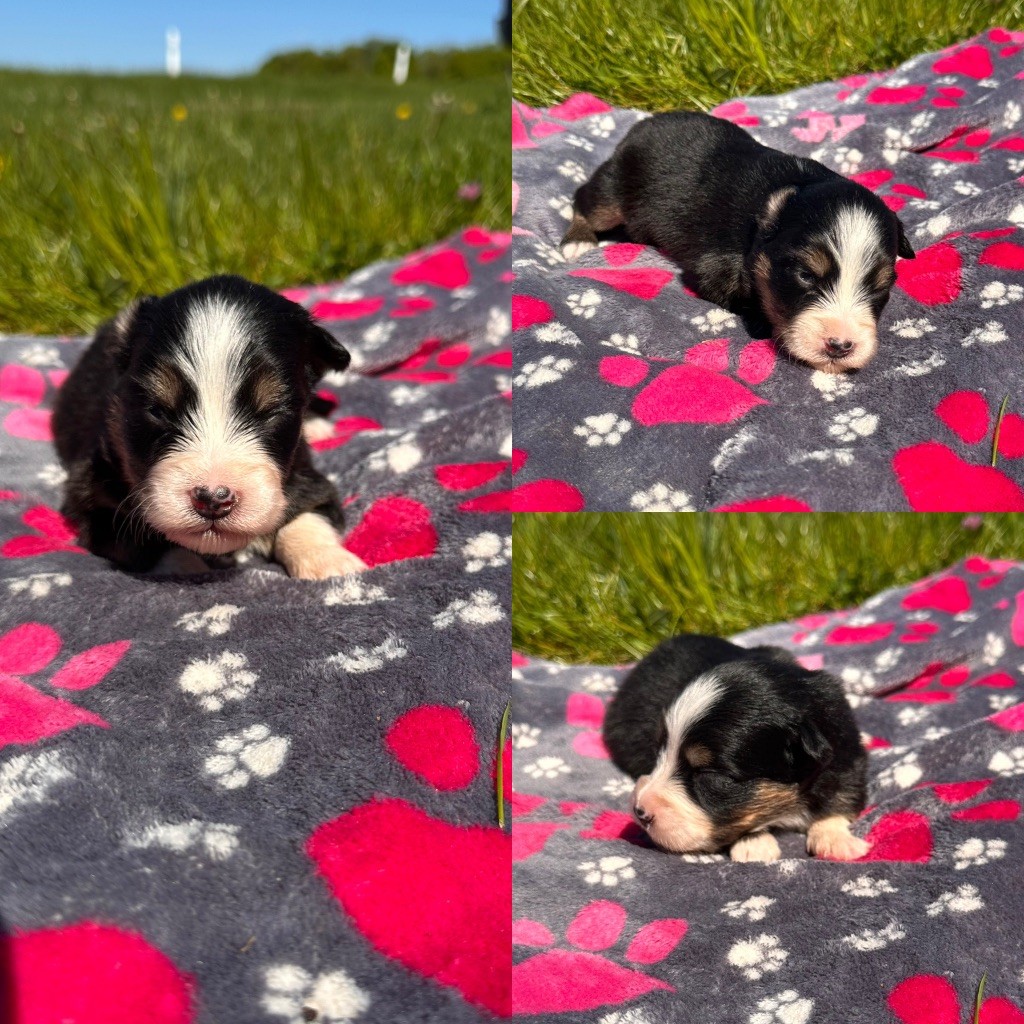 De La Truffe Royale - Chiots disponibles - Berger Australien