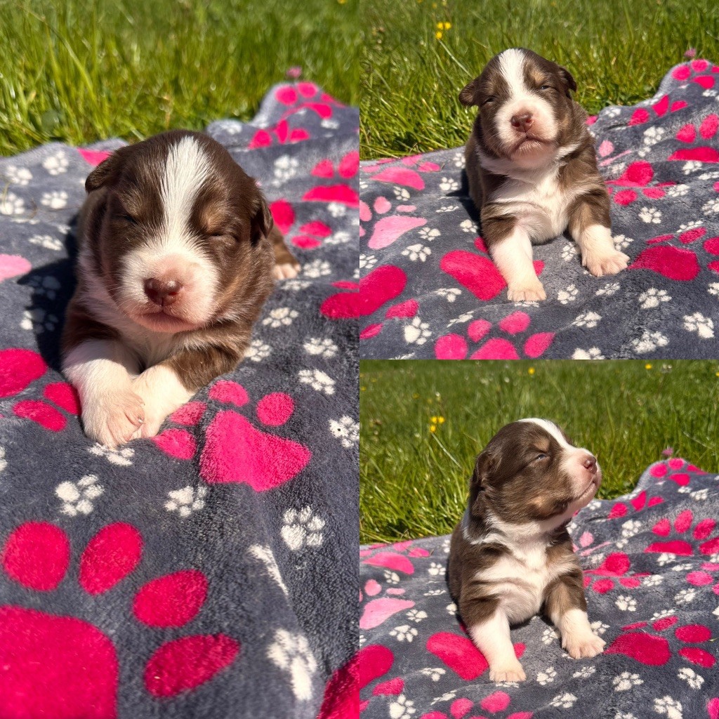 De La Truffe Royale - Chiots disponibles - Berger Australien