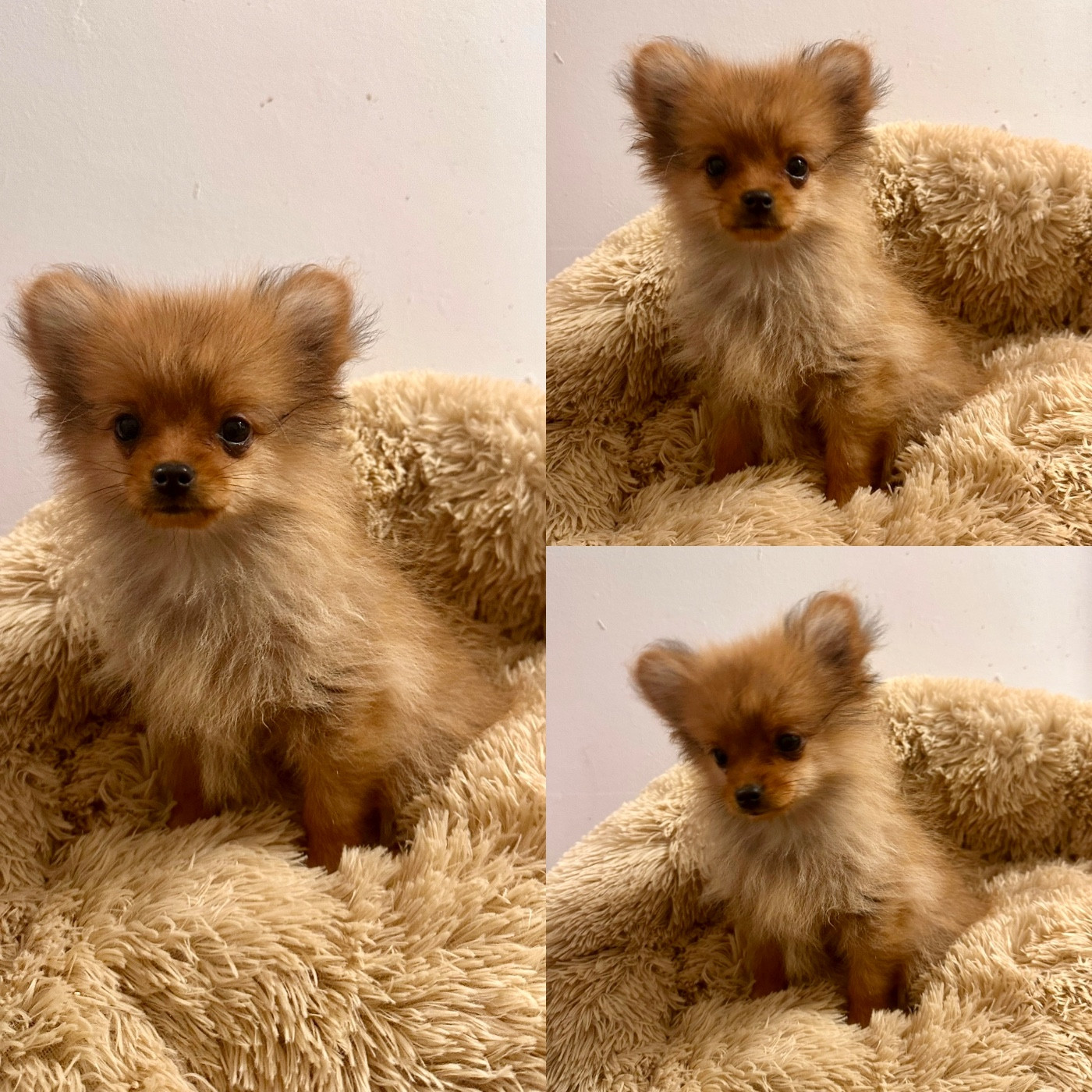 De La Truffe Royale - Chiots disponibles - Spitz allemand