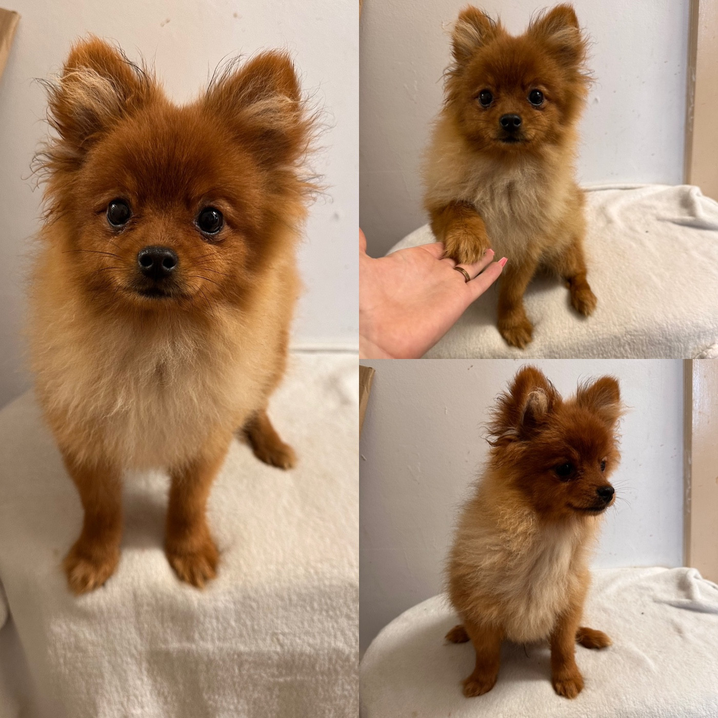 De La Truffe Royale - Chiots disponibles - Spitz allemand