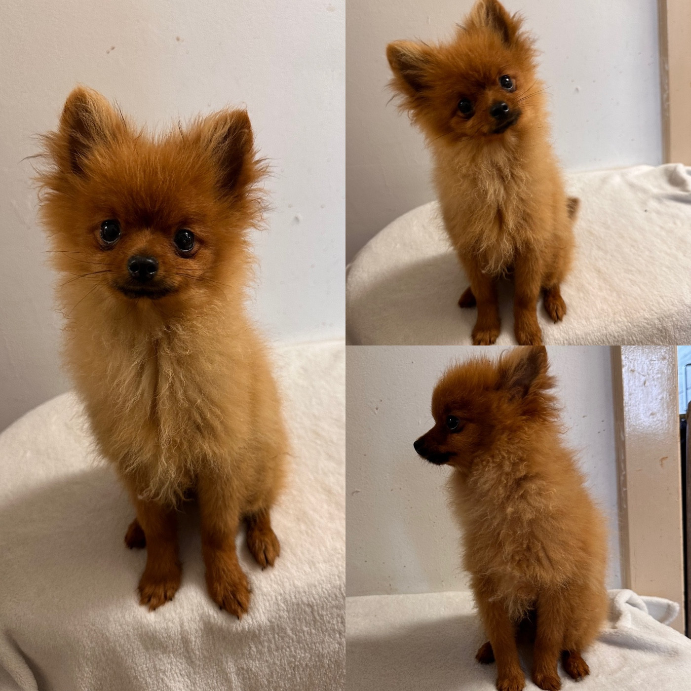 De La Truffe Royale - Chiots disponibles - Spitz allemand