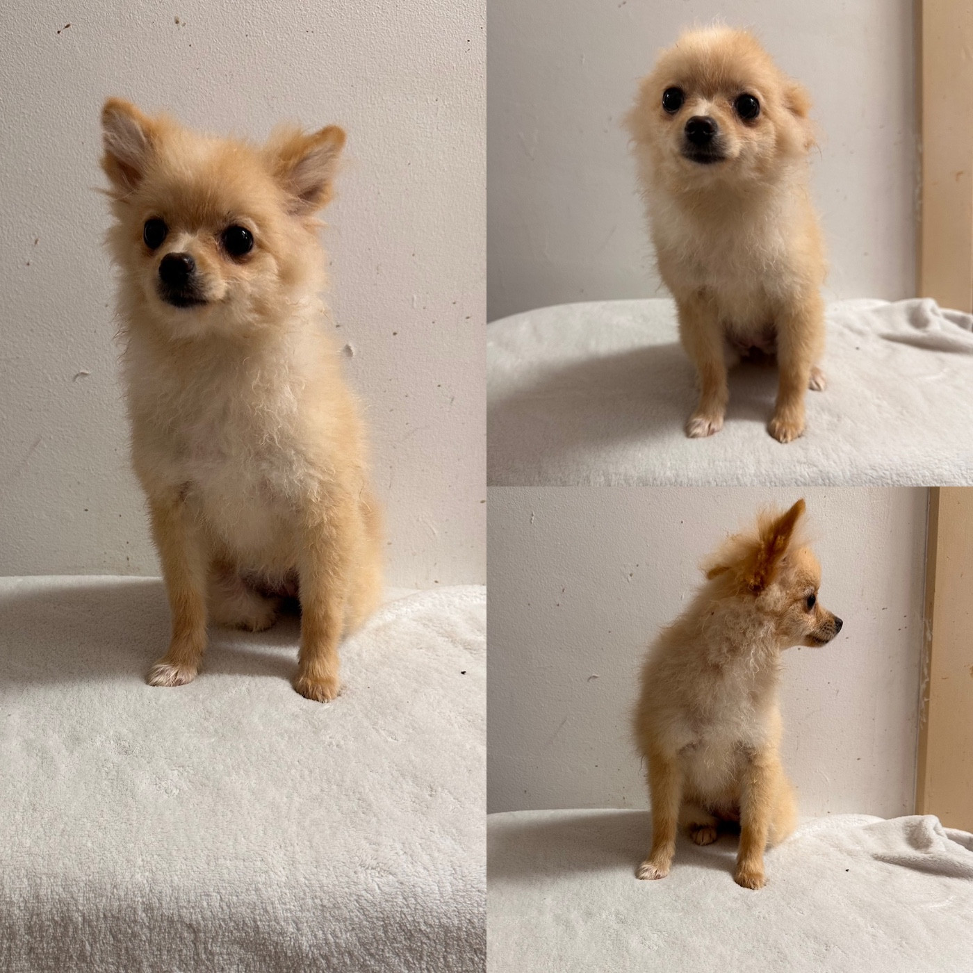 De La Truffe Royale - Chiots disponibles - Spitz allemand