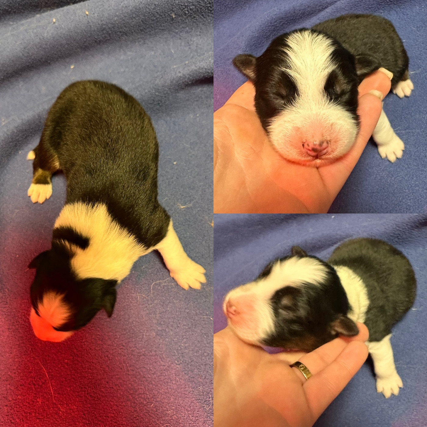 De La Truffe Royale - Chiots disponibles - Berger Australien