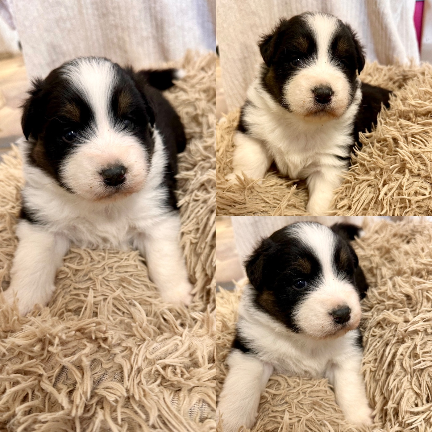 De La Truffe Royale - Chiots disponibles - Berger Australien