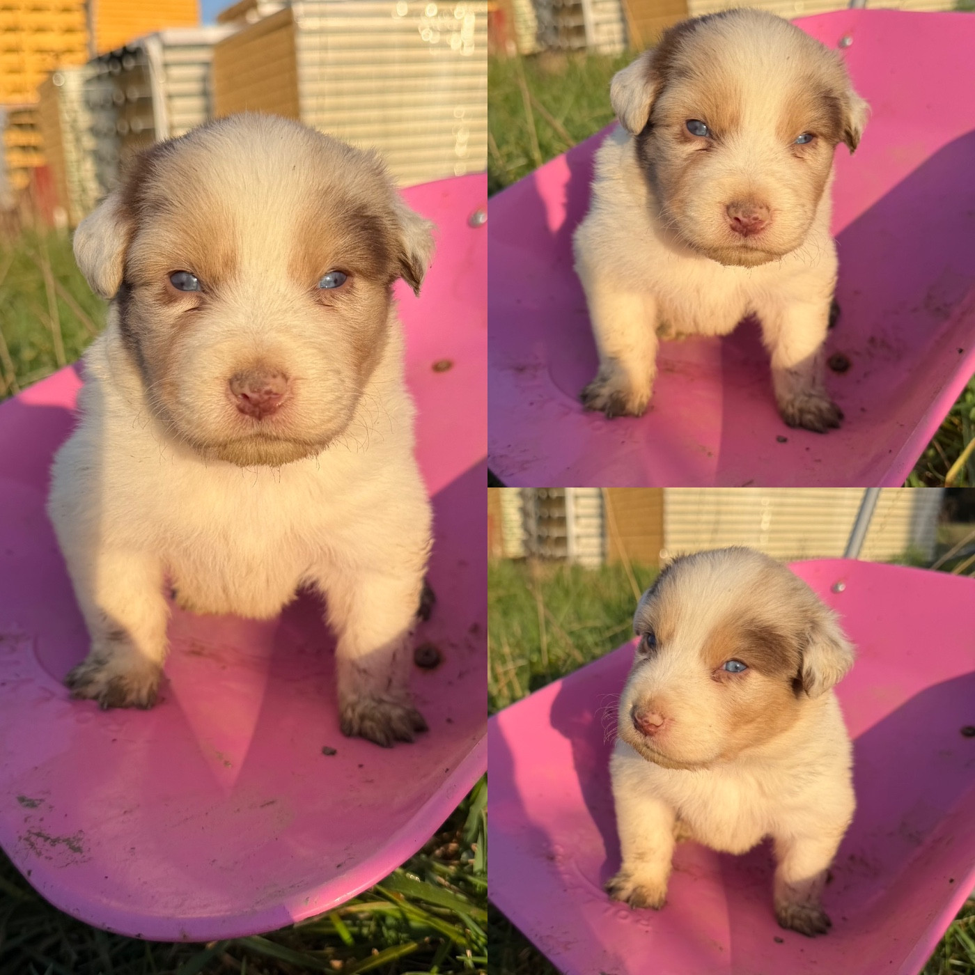 De La Truffe Royale - Chiots disponibles - Berger Australien