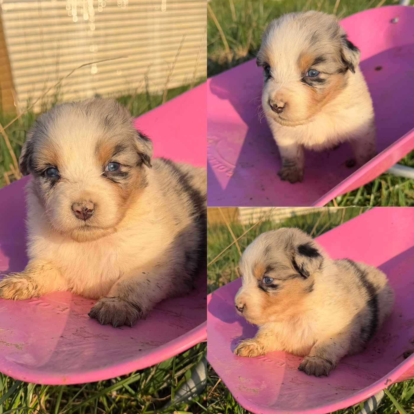 De La Truffe Royale - Chiots disponibles - Berger Australien