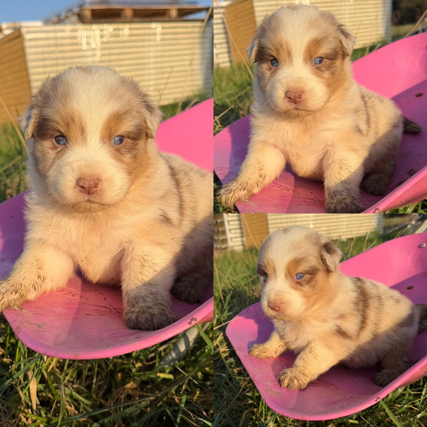 De La Truffe Royale - Chiots disponibles - Berger Australien