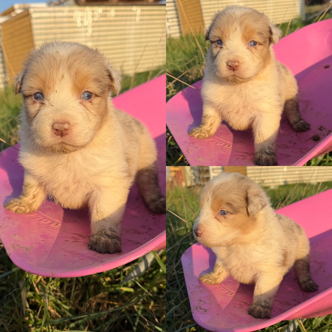 De La Truffe Royale - Chiots disponibles - Berger Australien