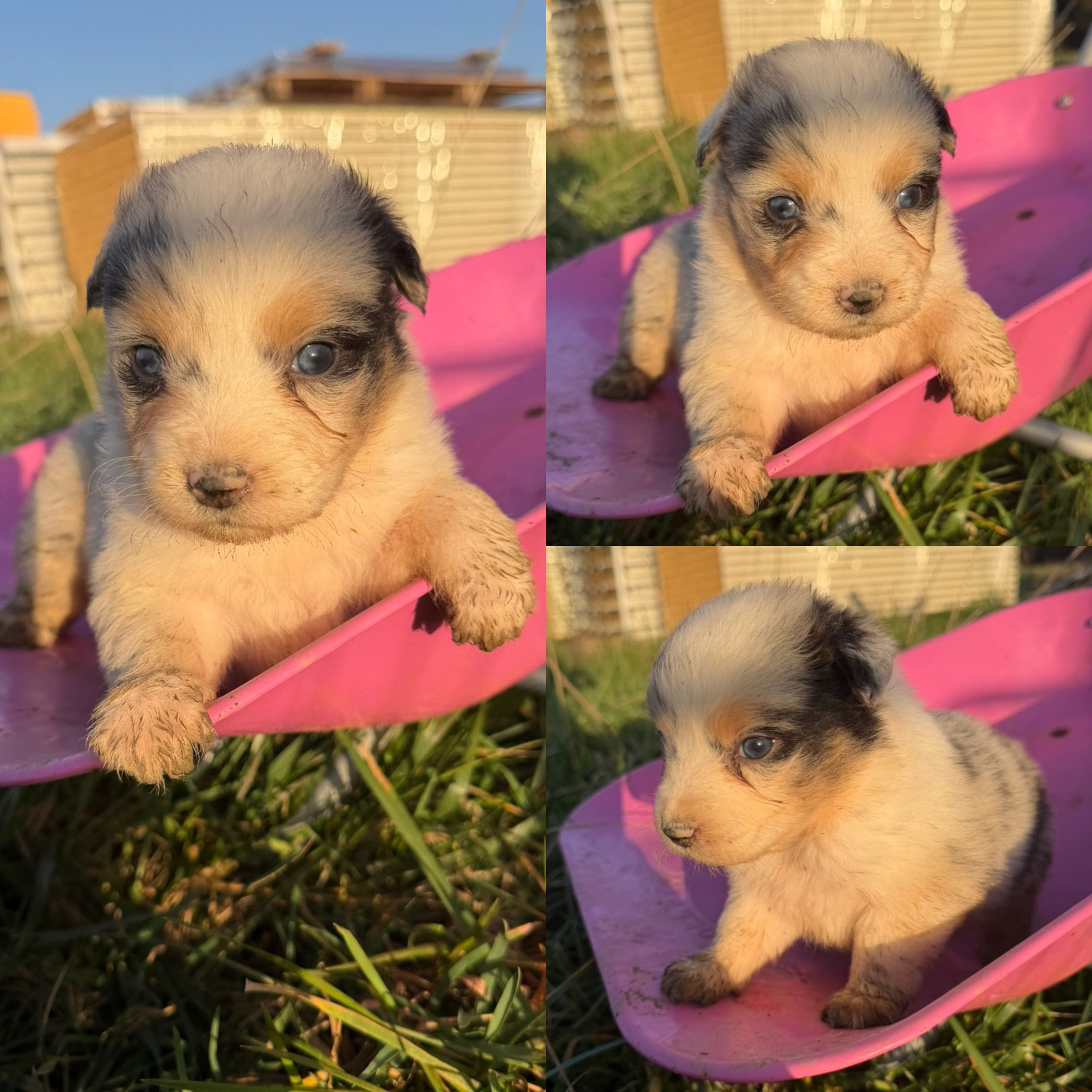 De La Truffe Royale - Chiots disponibles - Berger Australien