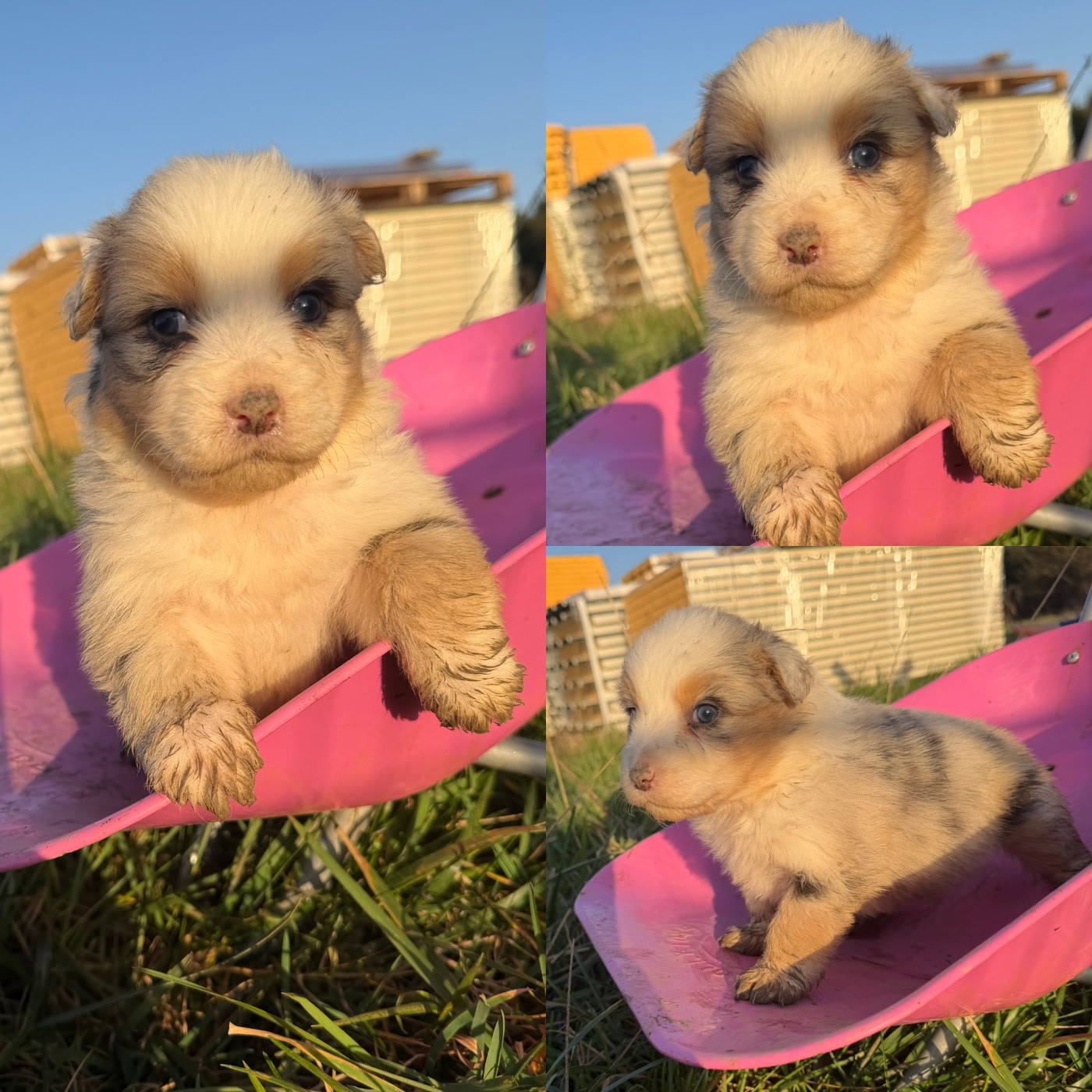 De La Truffe Royale - Chiots disponibles - Berger Australien