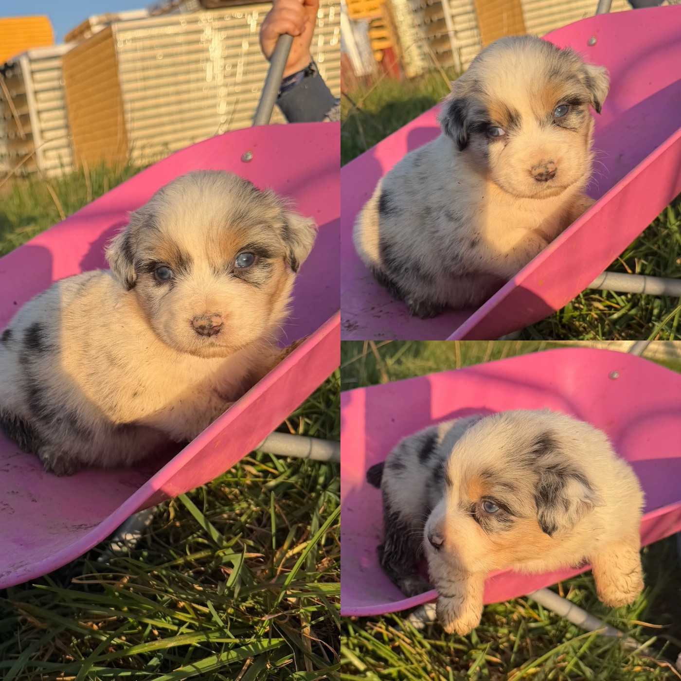 De La Truffe Royale - Chiots disponibles - Berger Australien