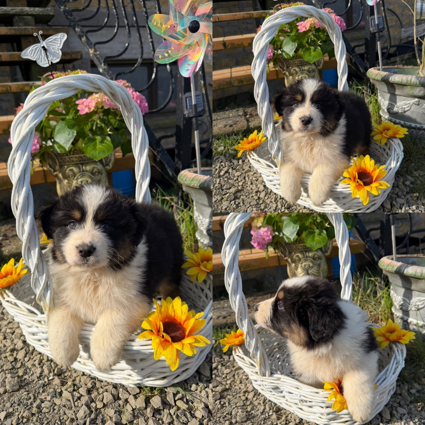 De La Truffe Royale - Chiots disponibles - Berger Australien