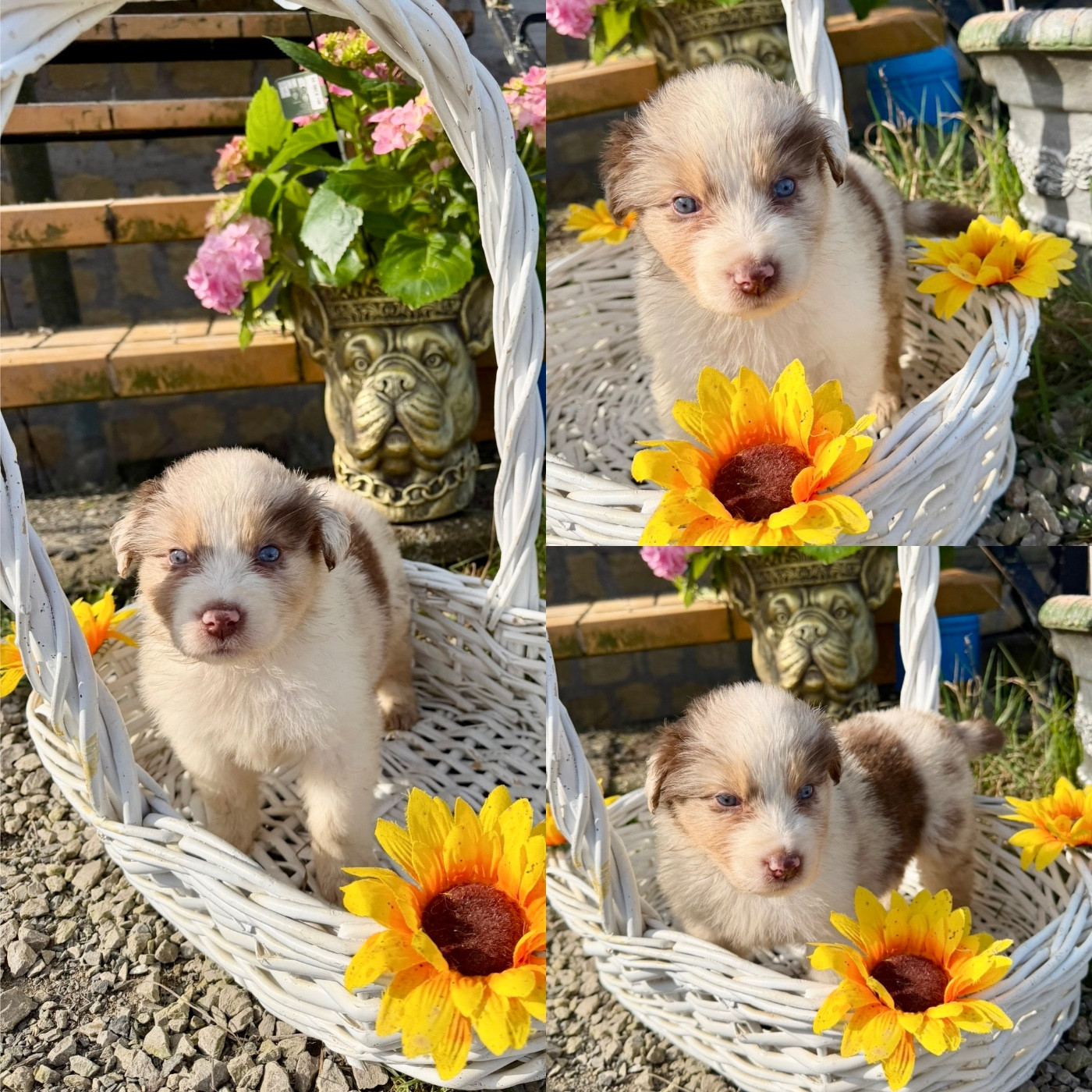 De La Truffe Royale - Chiots disponibles - Berger Australien