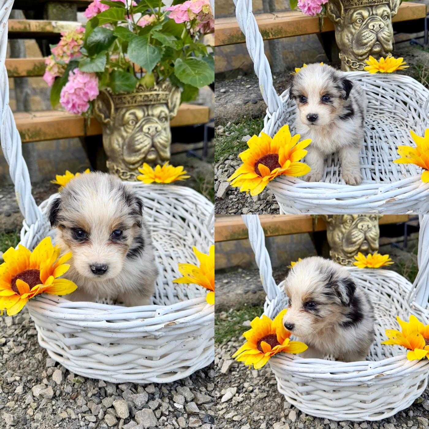 De La Truffe Royale - Chiots disponibles - Berger Australien