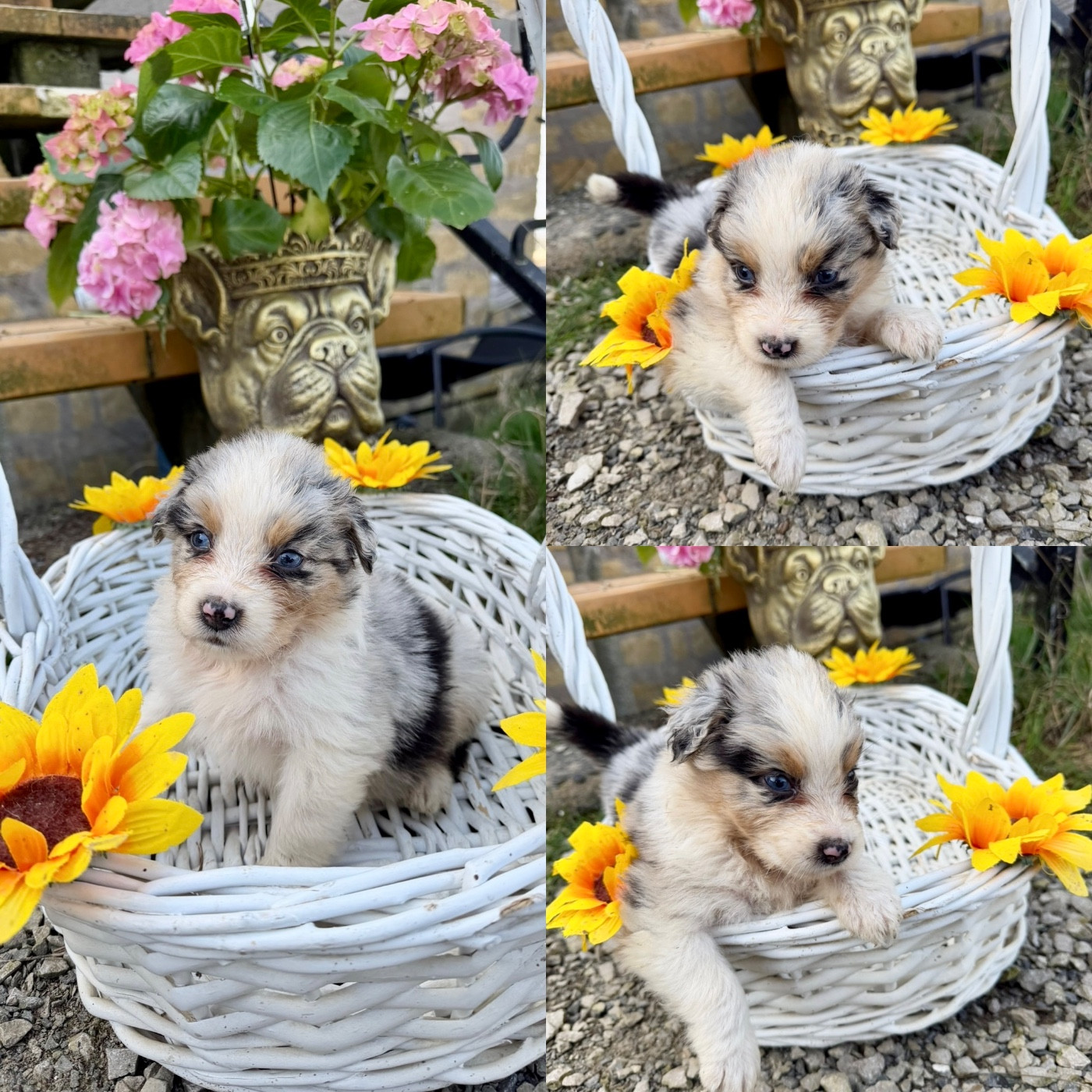 De La Truffe Royale - Chiots disponibles - Berger Australien