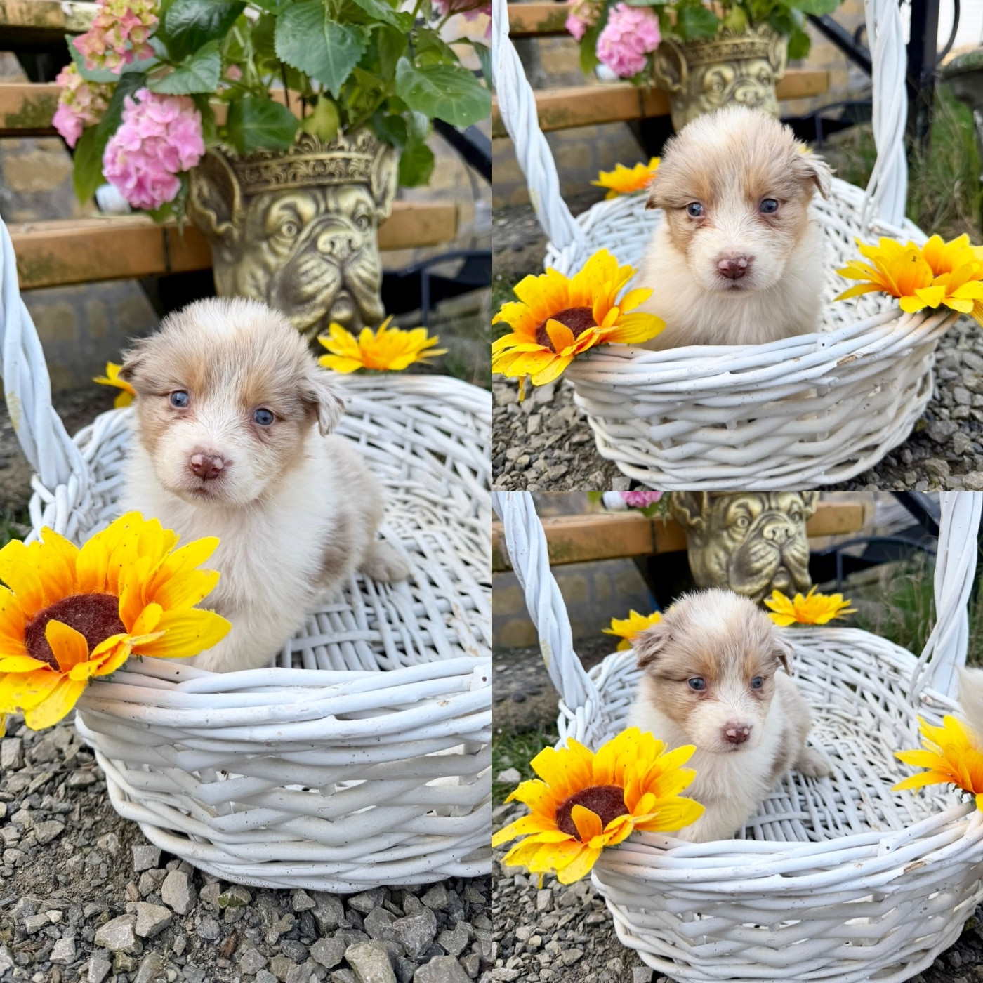 De La Truffe Royale - Chiots disponibles - Berger Australien