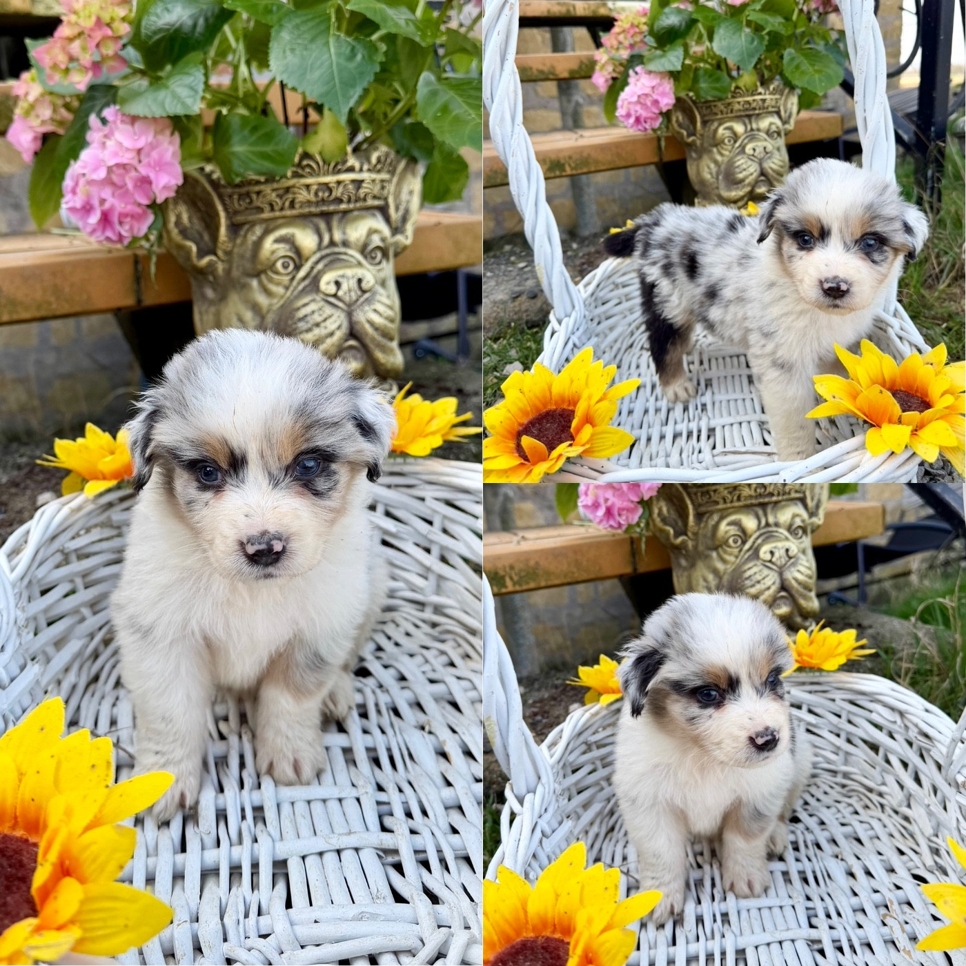 De La Truffe Royale - Chiots disponibles - Berger Australien