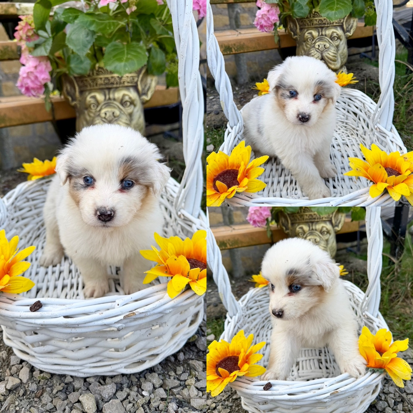 De La Truffe Royale - Chiots disponibles - Berger Australien