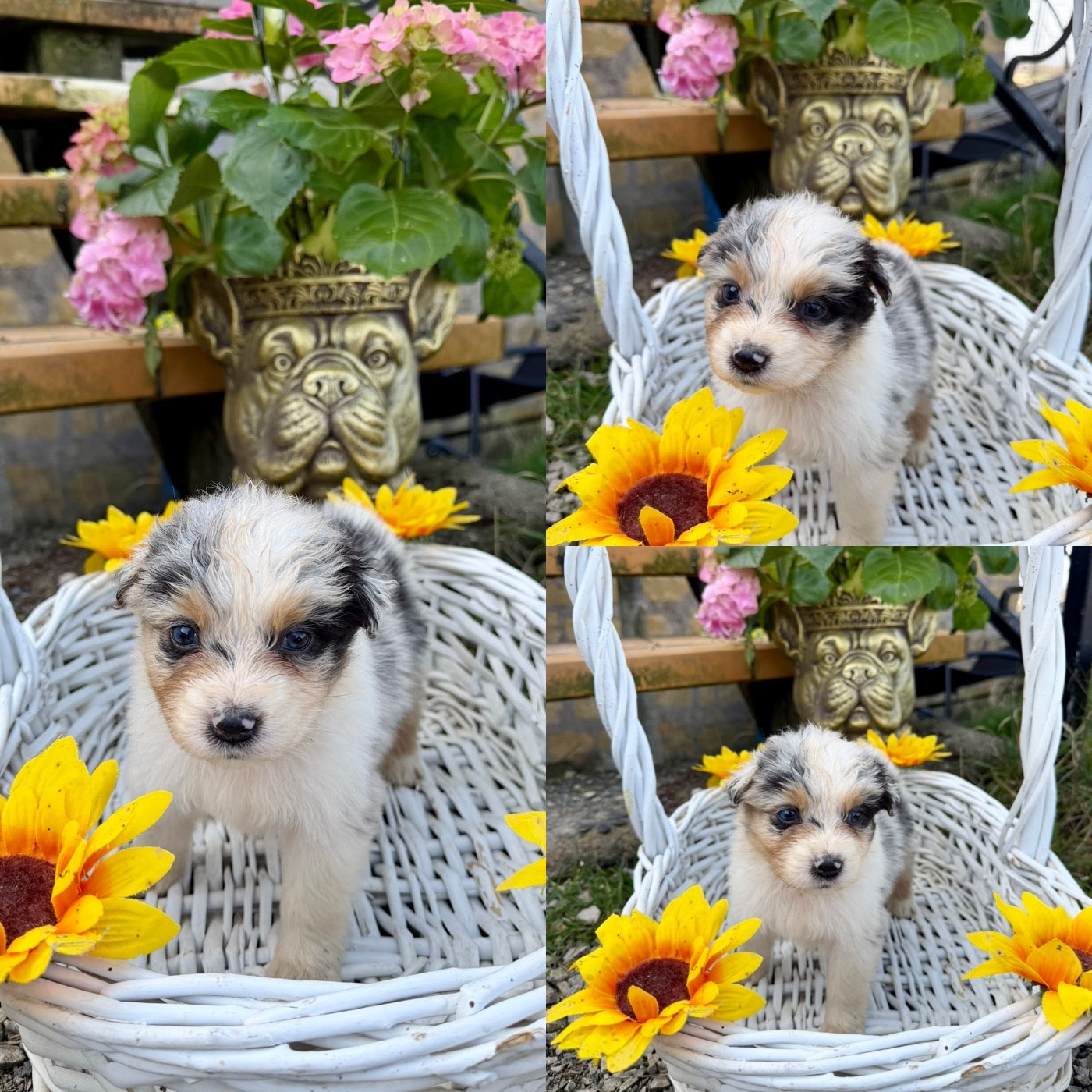 De La Truffe Royale - Chiots disponibles - Berger Australien