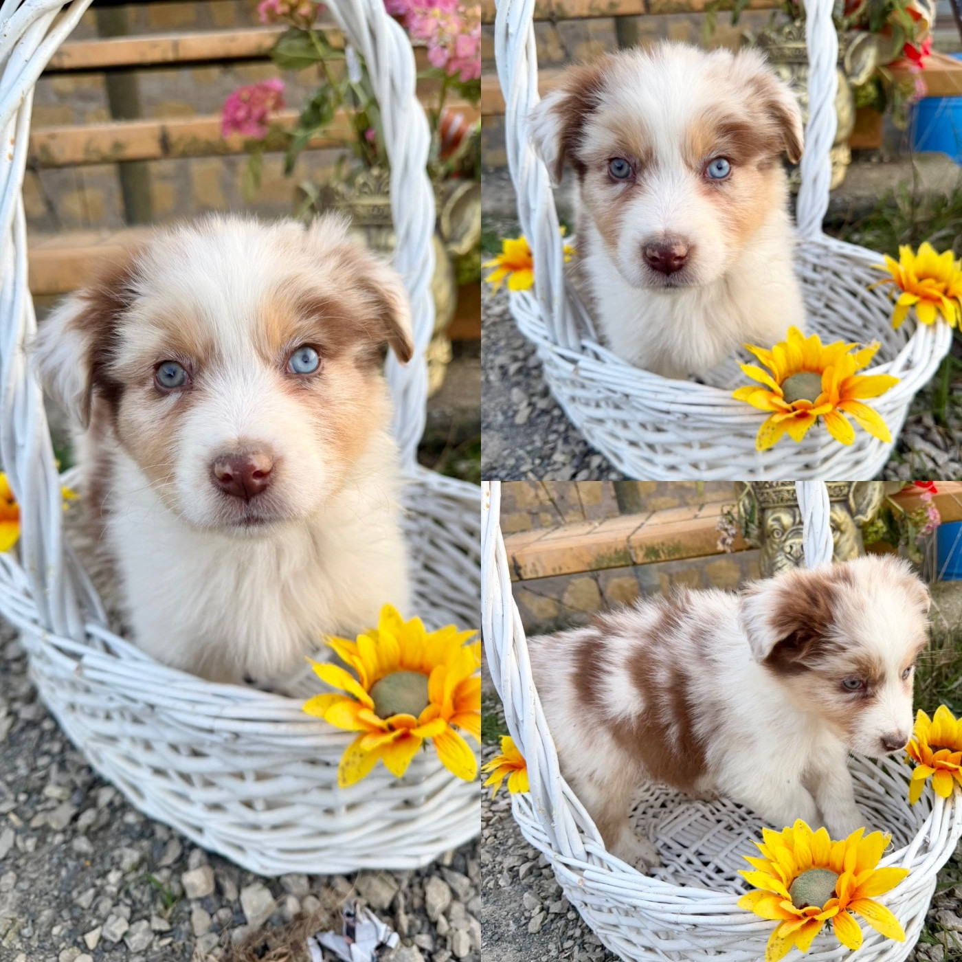 De La Truffe Royale - Chiots disponibles - Berger Australien