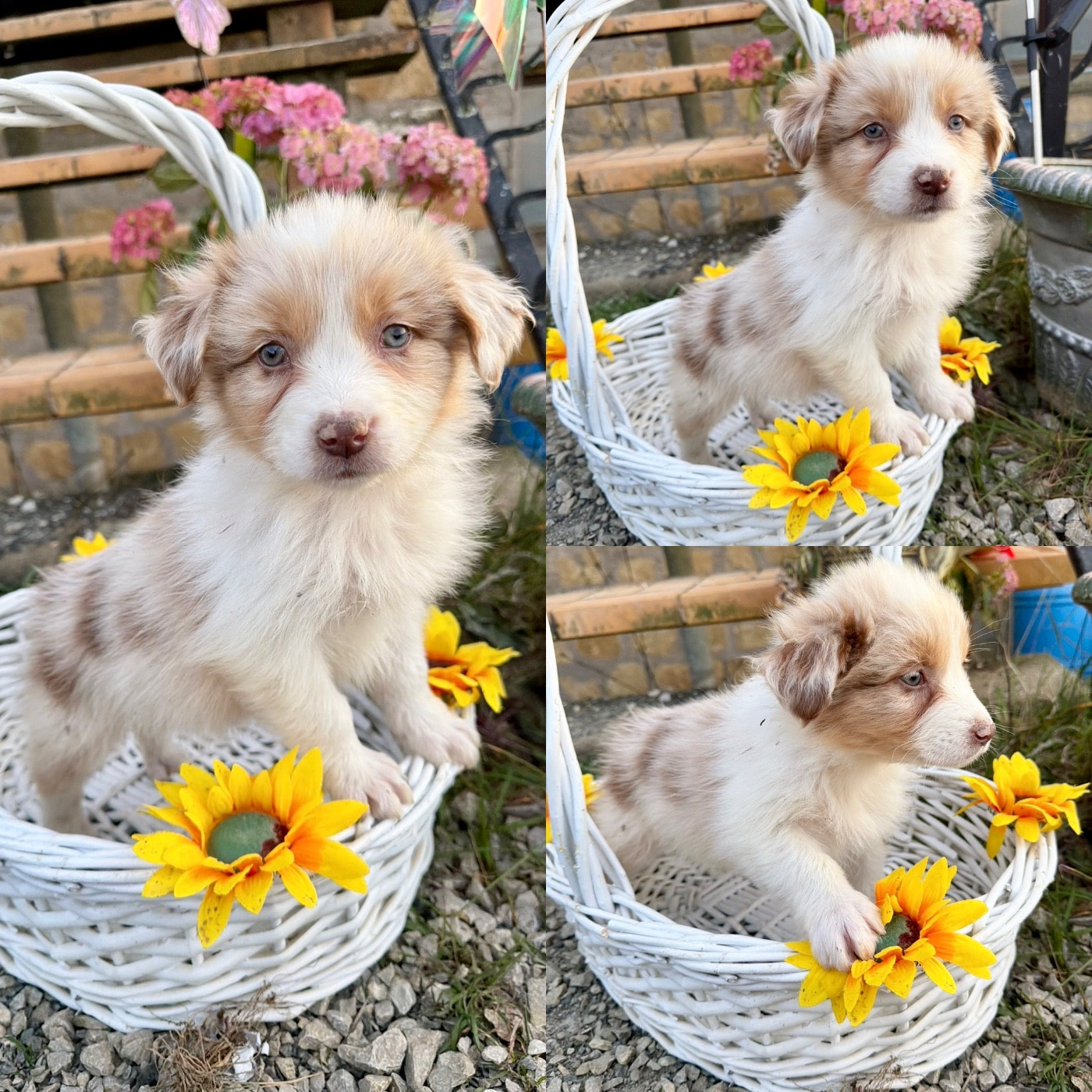 De La Truffe Royale - Chiots disponibles - Berger Australien