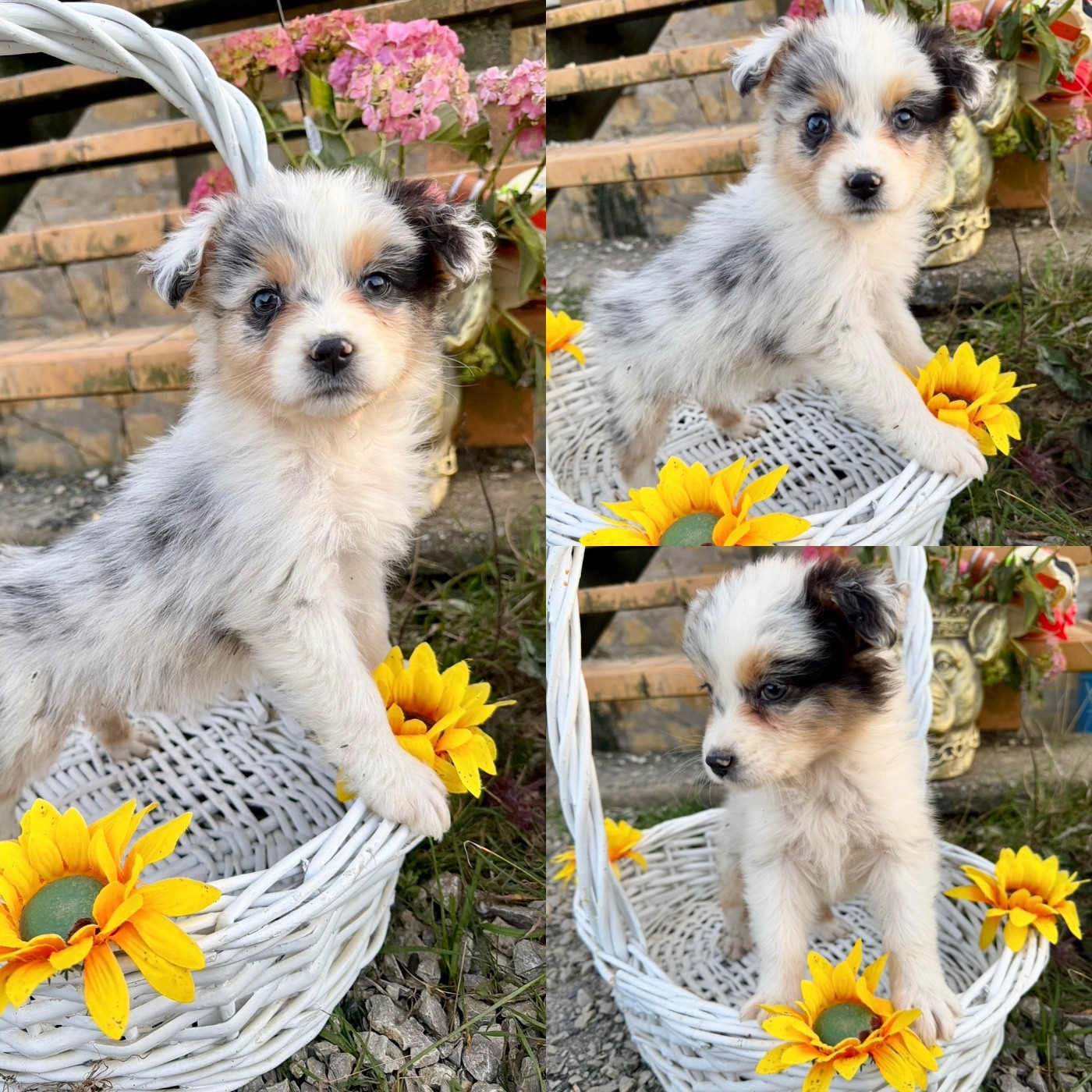 De La Truffe Royale - Chiots disponibles - Berger Australien