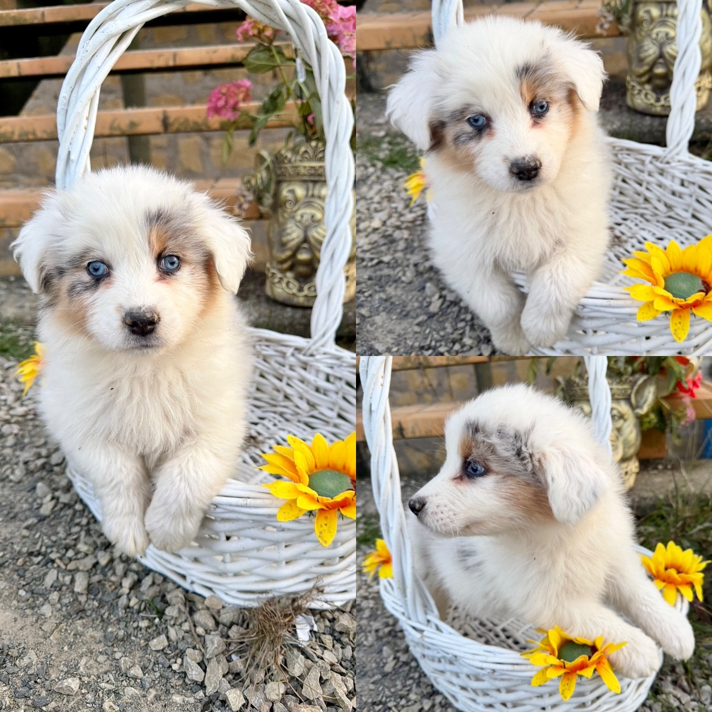 De La Truffe Royale - Chiots disponibles - Berger Australien