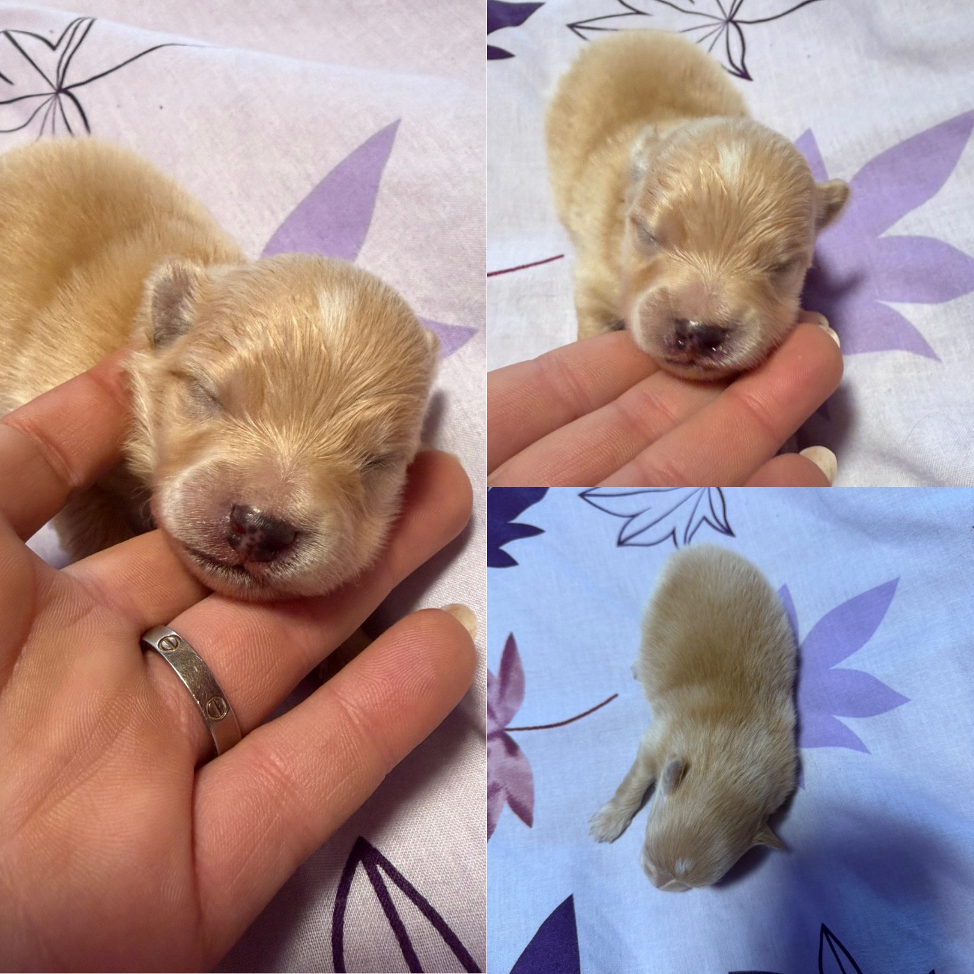 De La Truffe Royale - Chiots disponibles - Spitz allemand