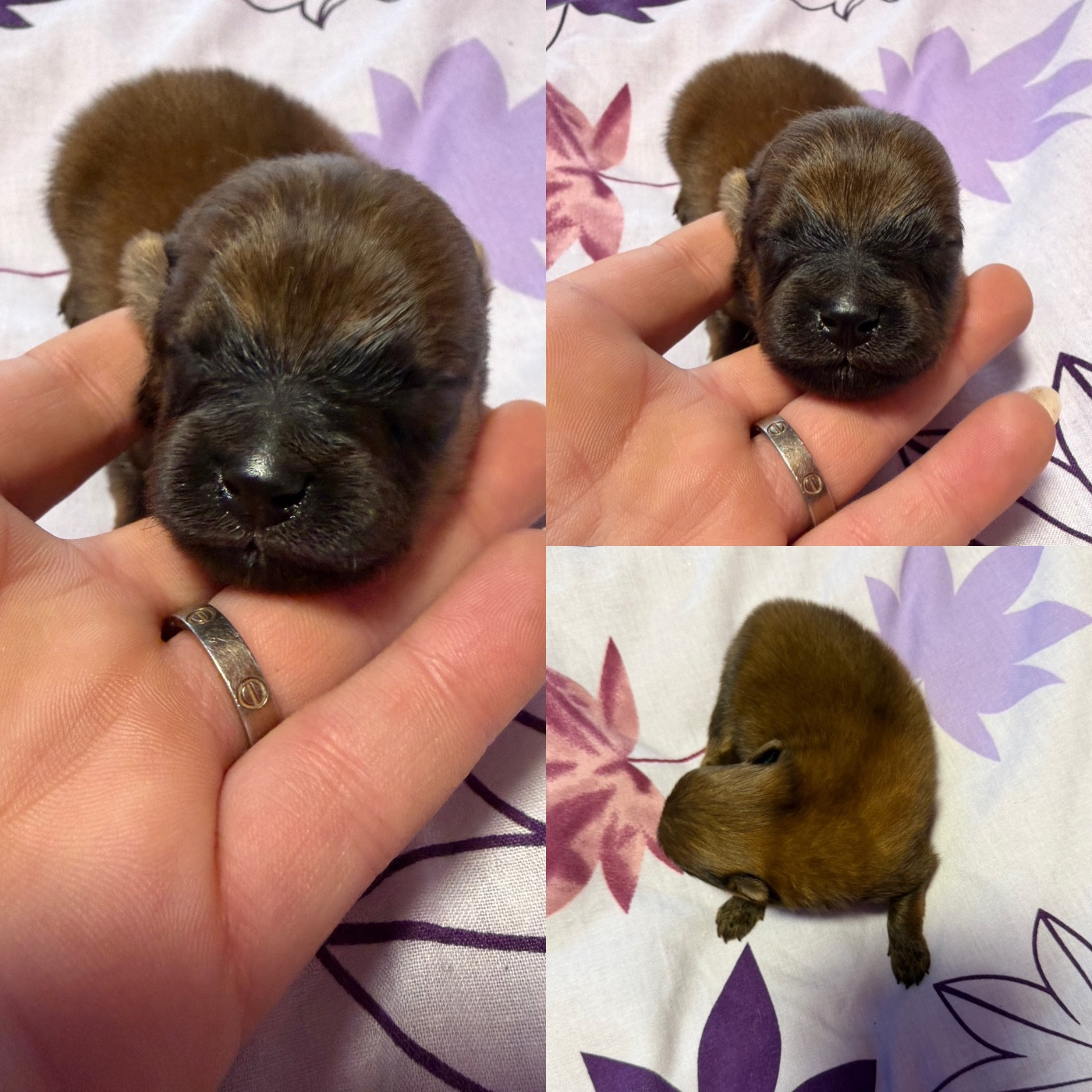 De La Truffe Royale - Chiots disponibles - Spitz allemand