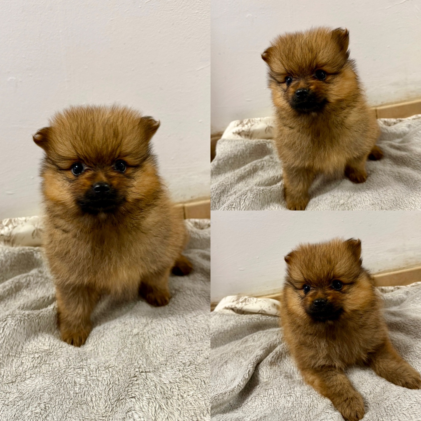 De La Truffe Royale - Chiots disponibles - Spitz allemand