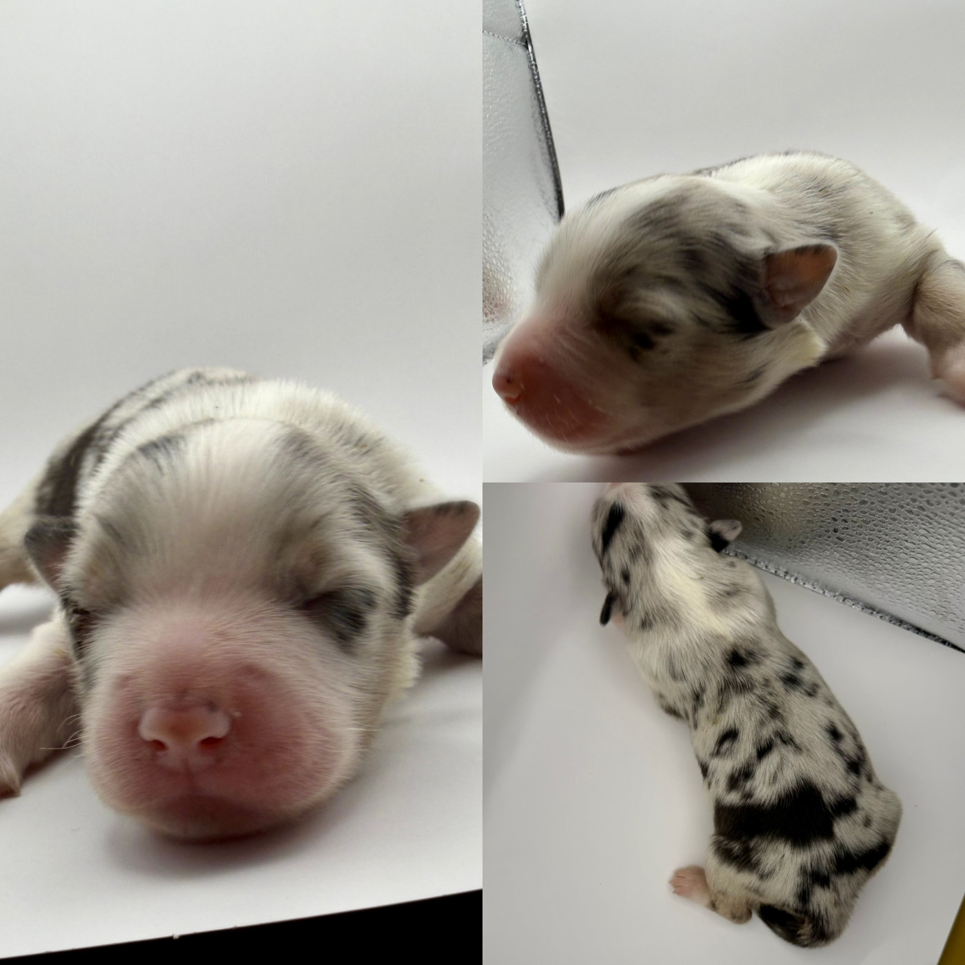 De La Truffe Royale - Chiots disponibles - Berger Australien