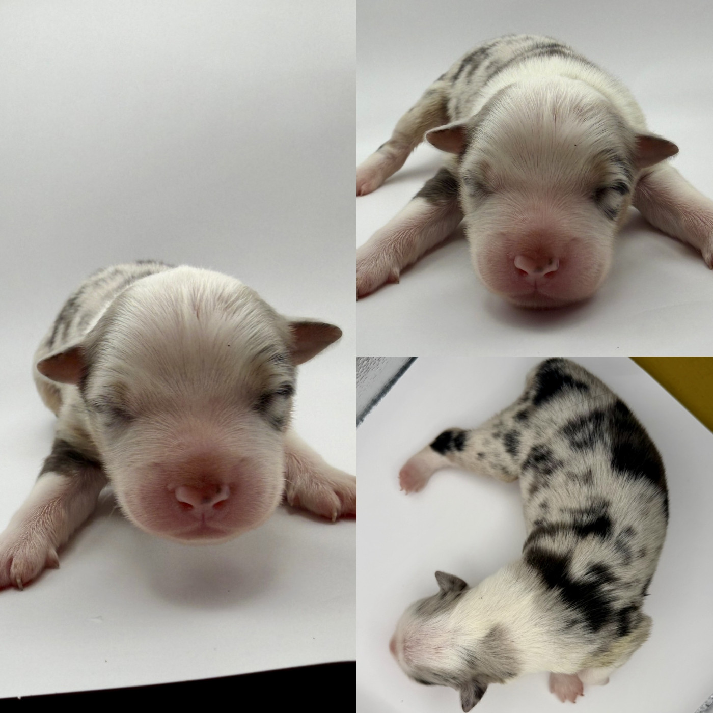 De La Truffe Royale - Chiots disponibles - Berger Australien