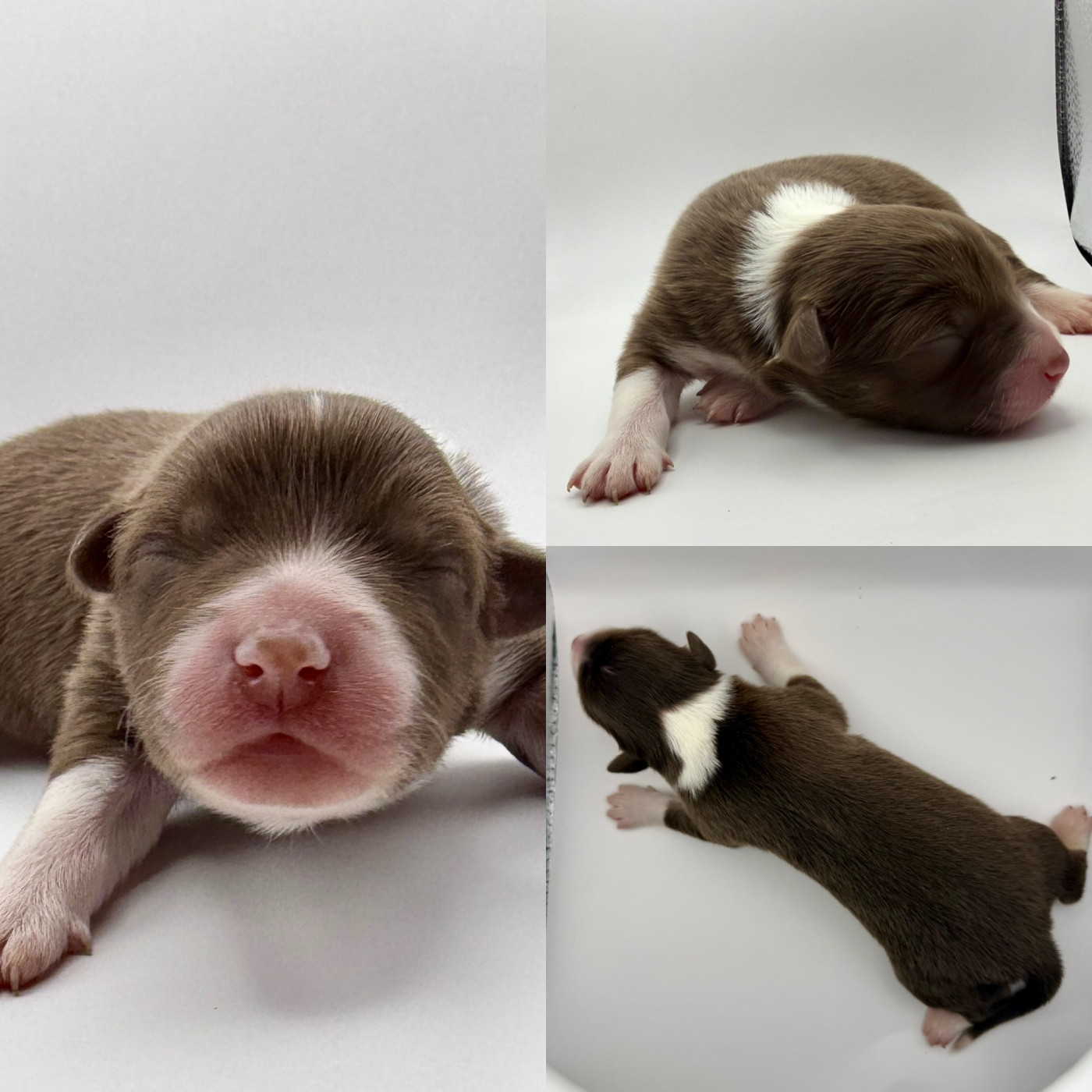 De La Truffe Royale - Chiots disponibles - Berger Australien