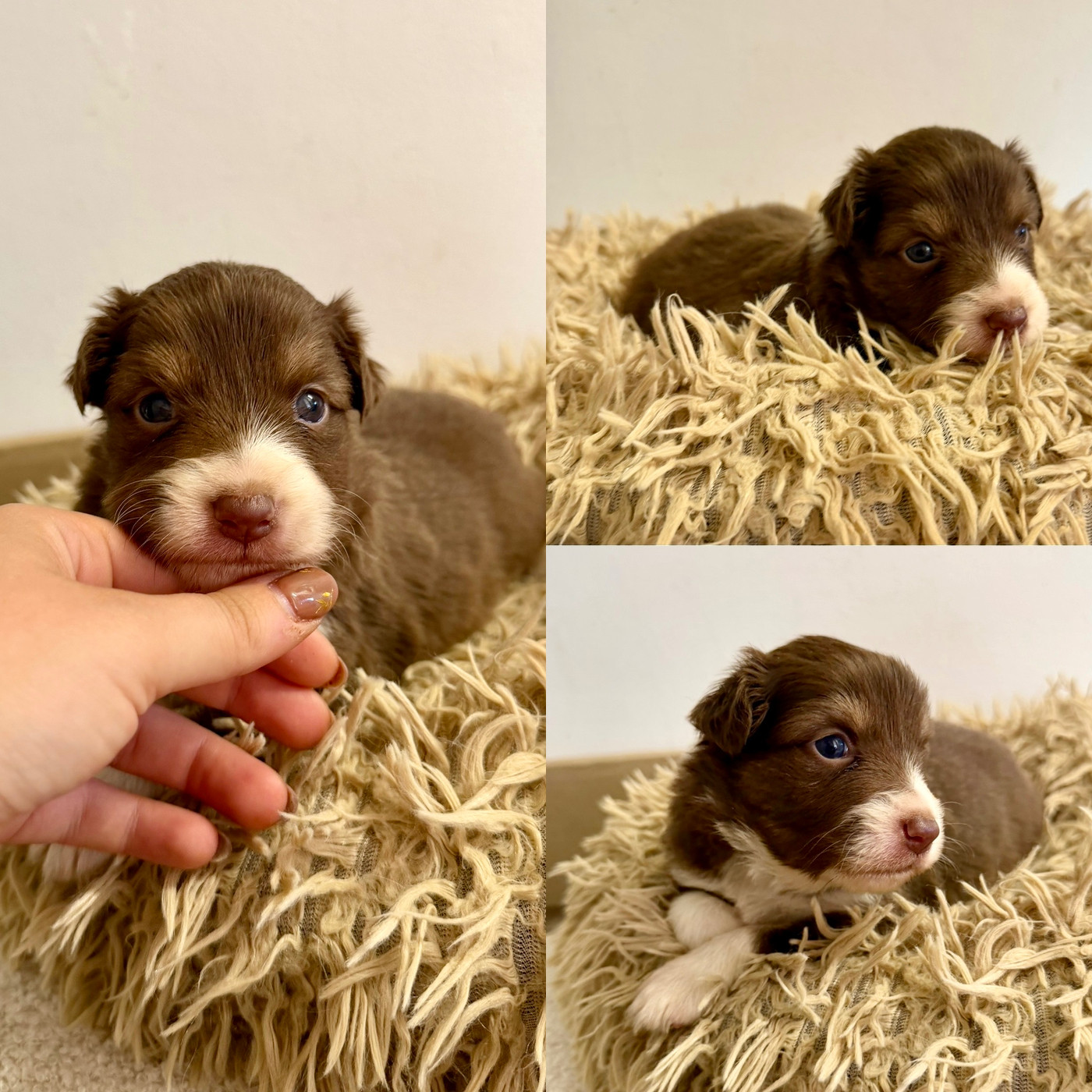De La Truffe Royale - Chiots disponibles - Berger Australien
