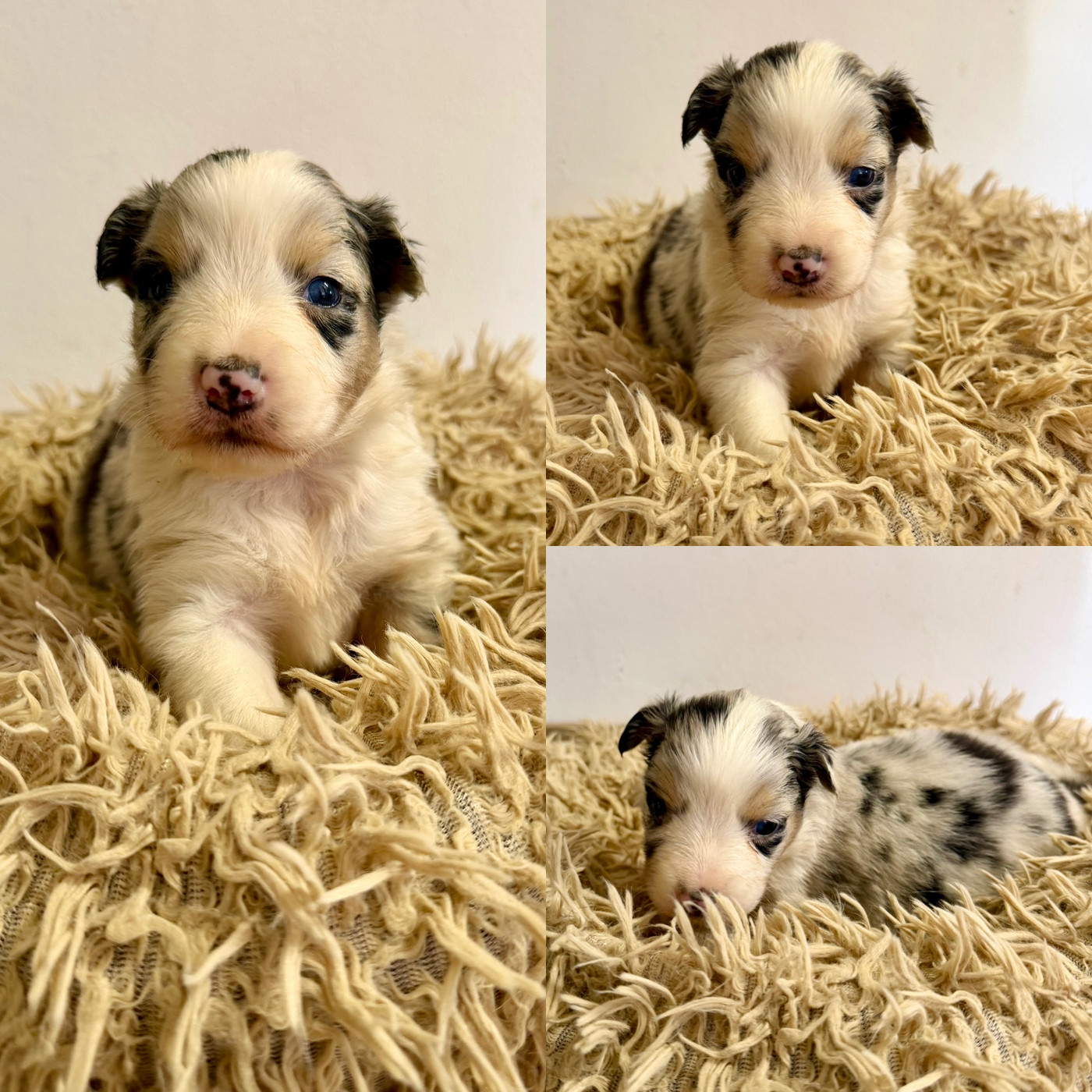 De La Truffe Royale - Chiots disponibles - Berger Australien
