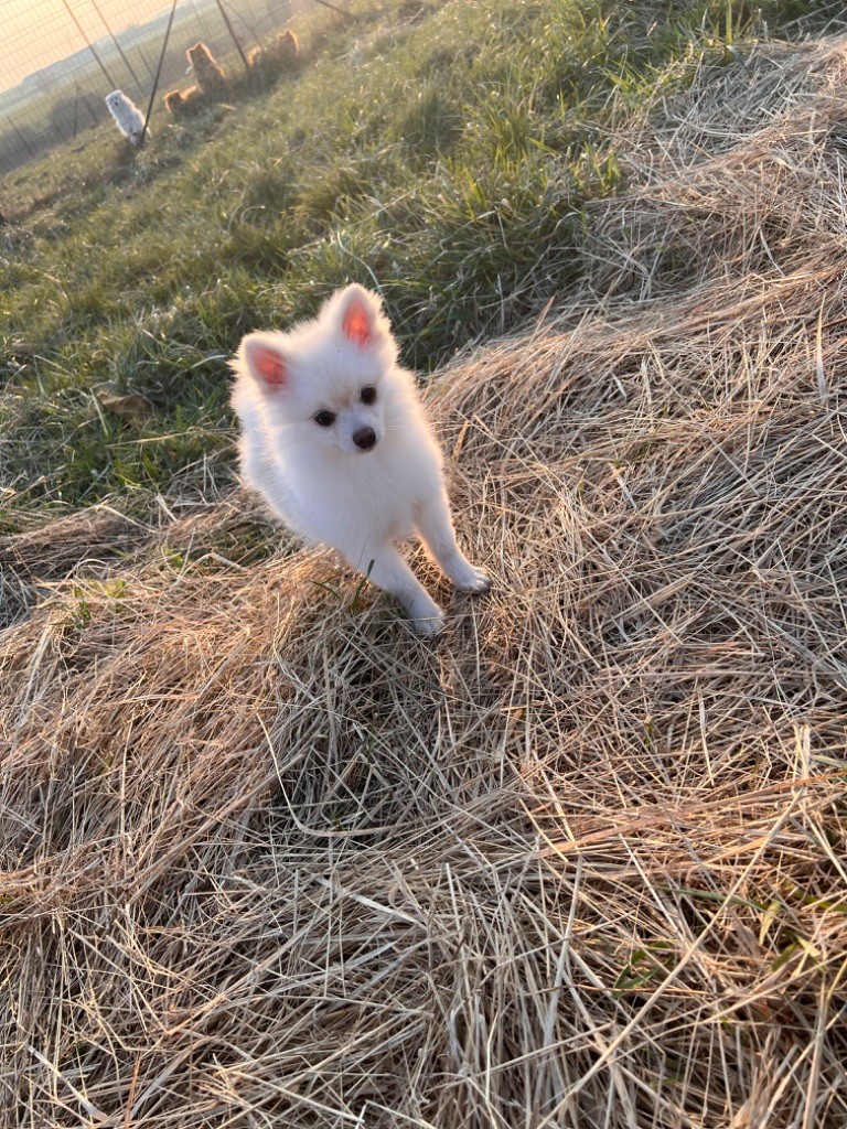De La Truffe Royale - Spitz allemand - Portée née le 11/09/2022