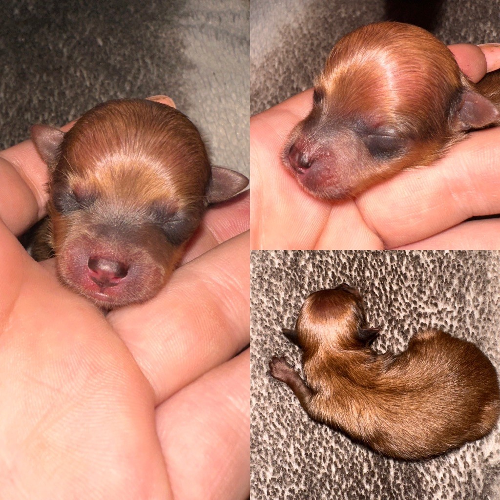De La Truffe Royale - Chiots disponibles - Spitz allemand