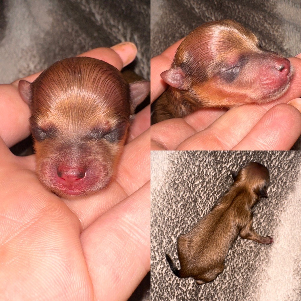 De La Truffe Royale - Chiots disponibles - Spitz allemand