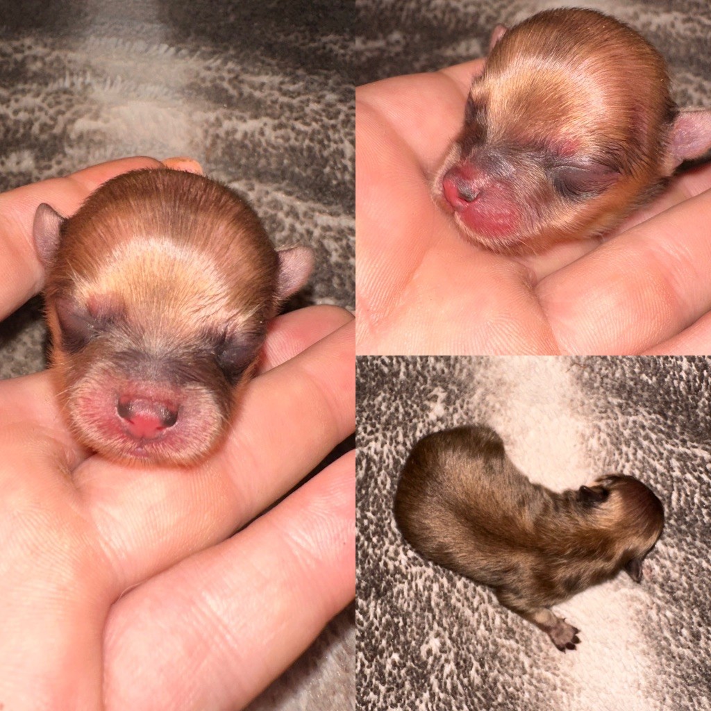 De La Truffe Royale - Chiots disponibles - Spitz allemand