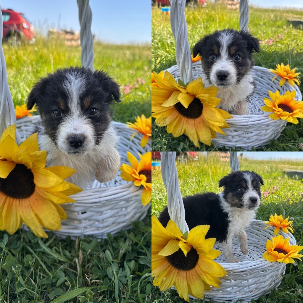 De La Truffe Royale - Chiots disponibles - Berger Australien