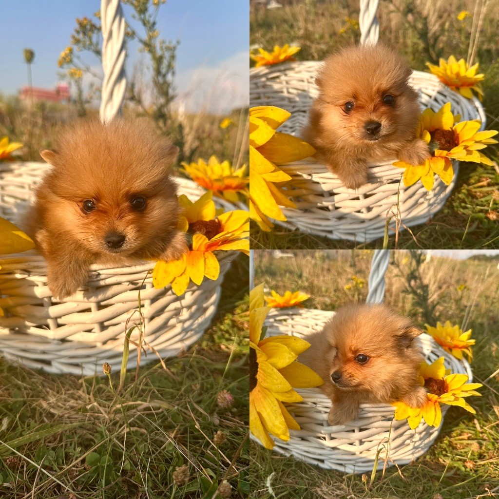 De La Truffe Royale - Chiots disponibles - Spitz allemand