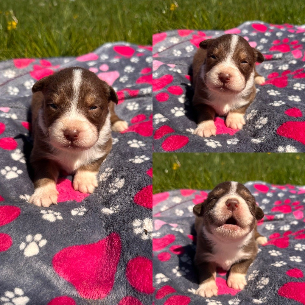 De La Truffe Royale - Chiots disponibles - Berger Australien