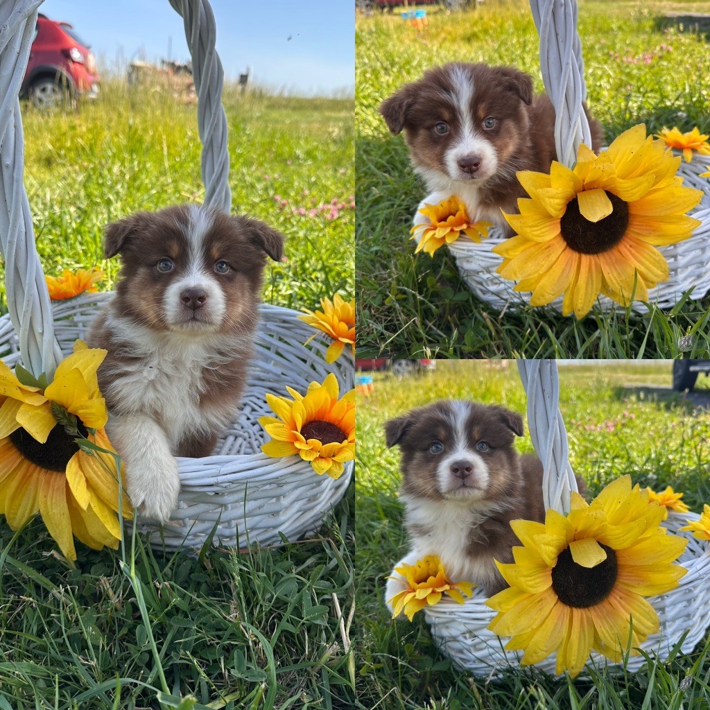 De La Truffe Royale - Chiots disponibles - Berger Australien